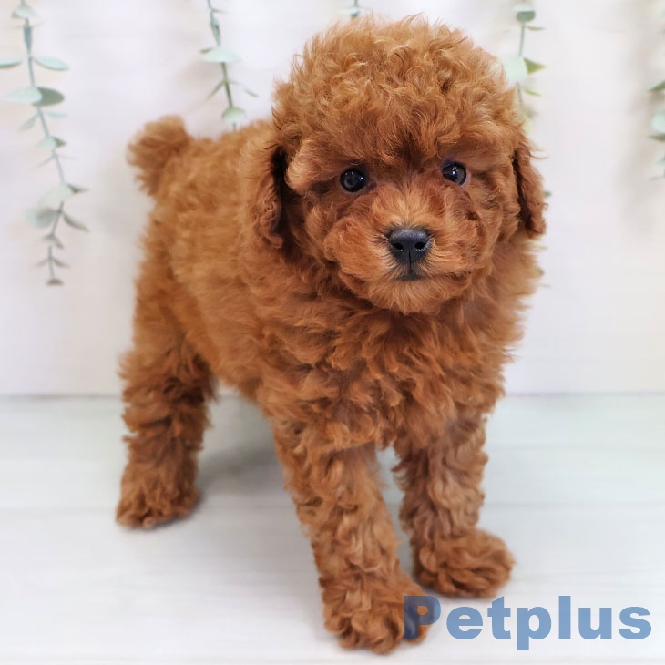 福岡県のトイプードル(トイ) (ペットプラス 八幡東店/2025年9月25日生まれ/女の子/レッド)の子犬の1枚目の画像