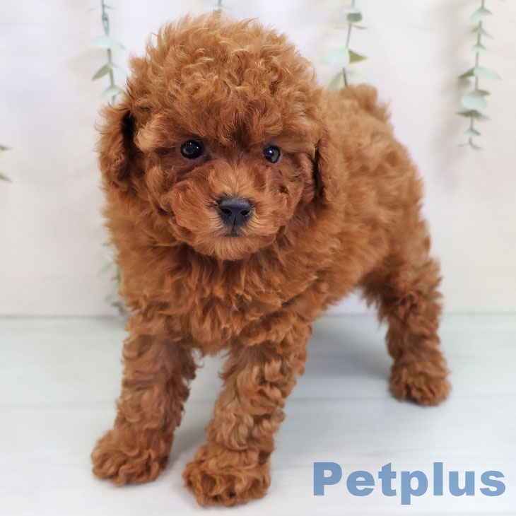 福岡県のトイプードル(トイ) (ペットプラス 八幡東店/2025年9月25日生まれ/女の子/レッド)の子犬の2枚目の画像