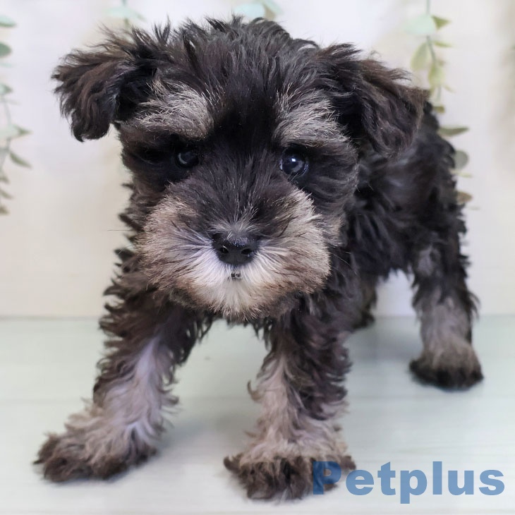 ミニチュア・シュナウザー