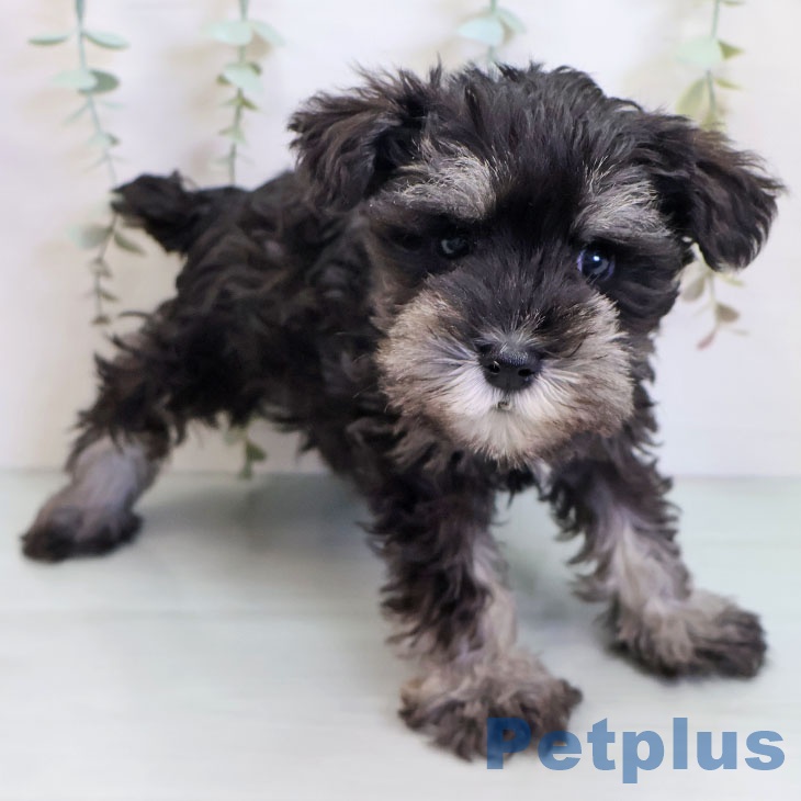 ミニチュア・シュナウザーの写真2