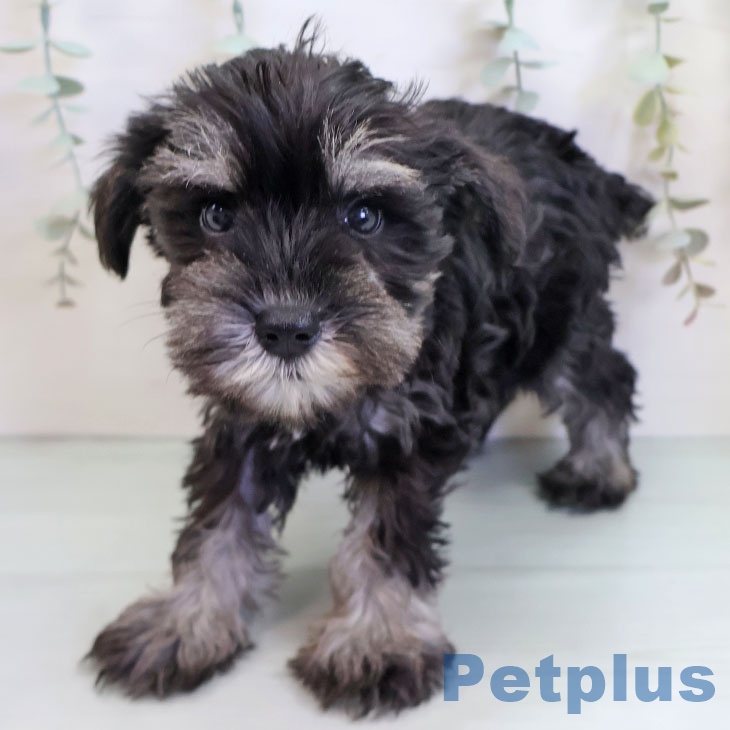 ミニチュア・シュナウザー