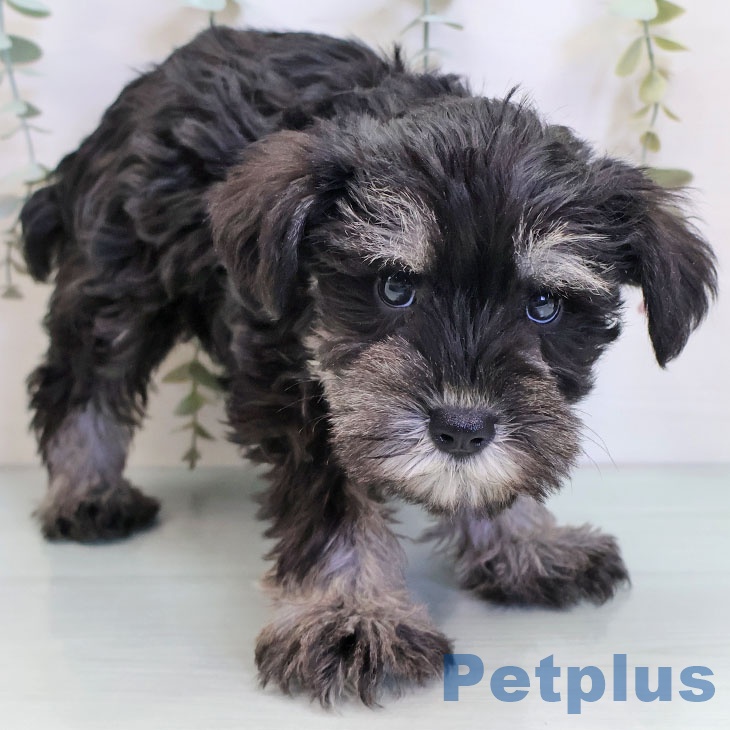 ミニチュア・シュナウザー