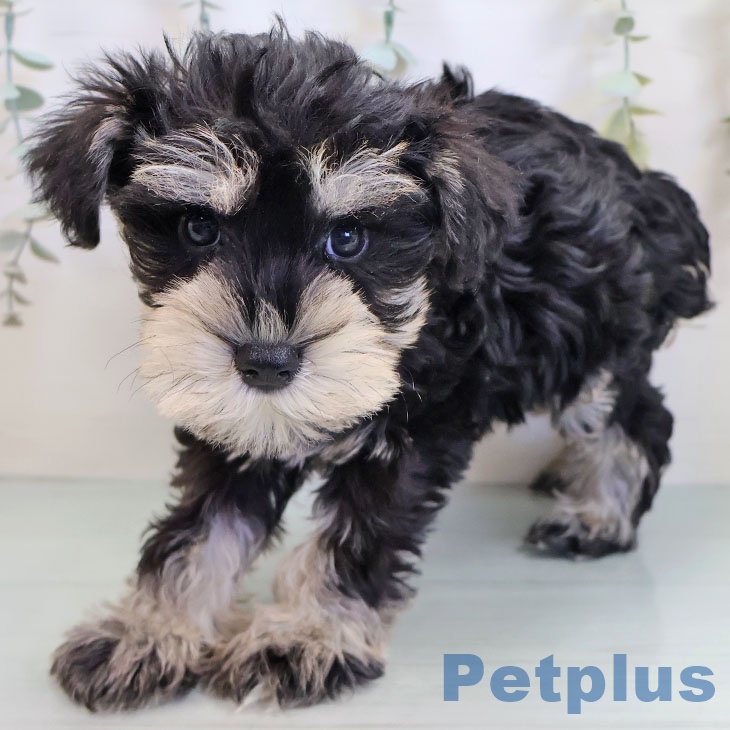 ミニチュア・シュナウザー