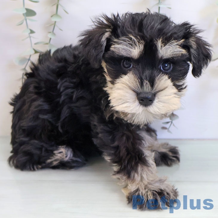 ミニチュア・シュナウザー