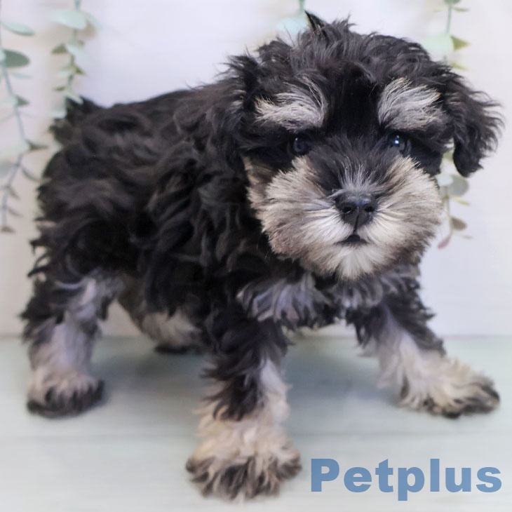 ミニチュア・シュナウザー