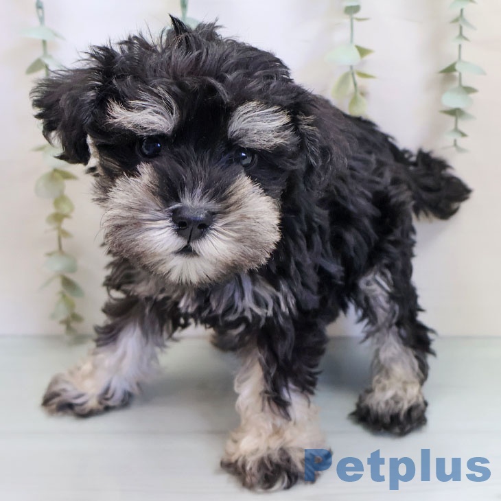 ミニチュア・シュナウザー