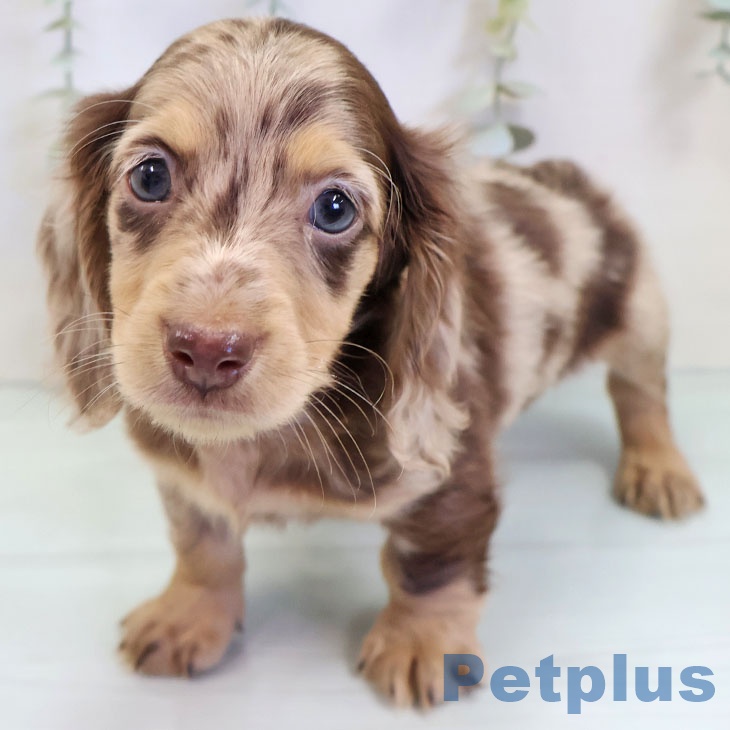 カニーンヘン・ダックスフンド