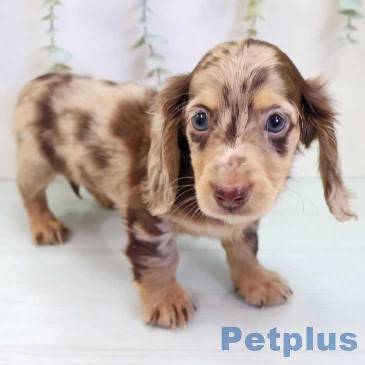 カニーンヘン・ダックスフンド