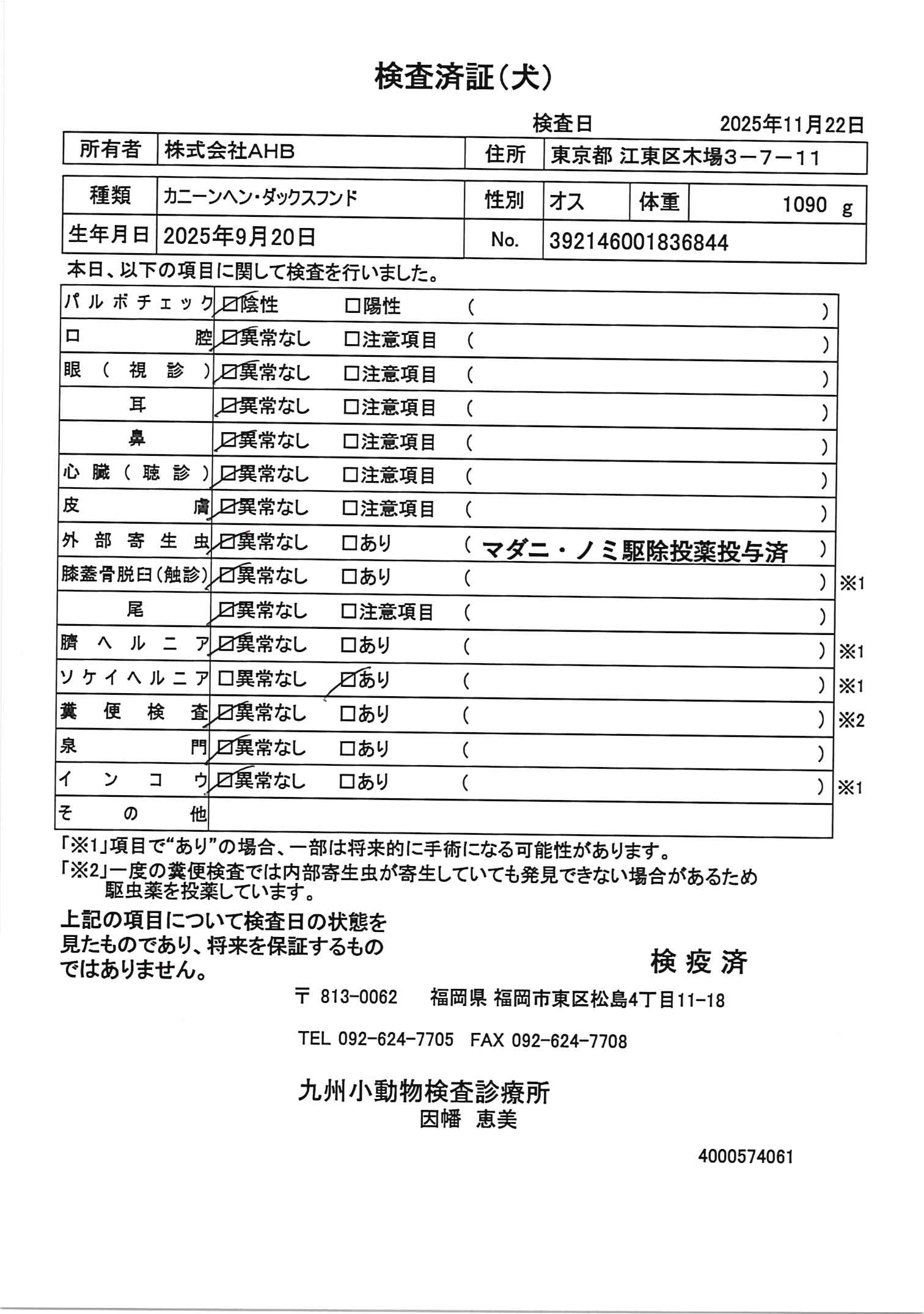 カニーンヘン・ダックスフンド