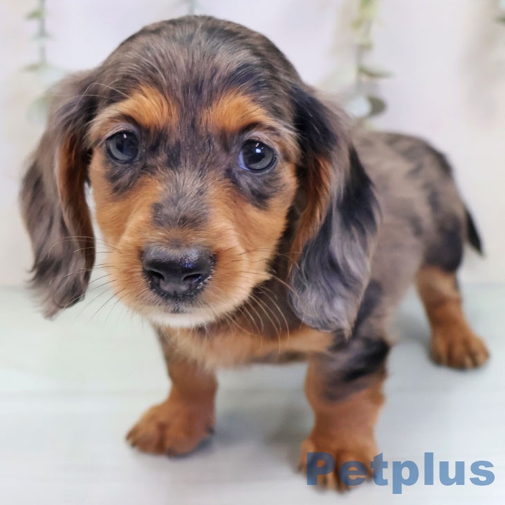 カニーンヘン・ダックスフンド