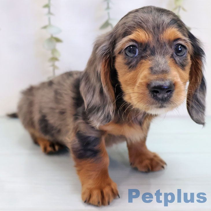 カニーンヘン・ダックスフンドの写真2