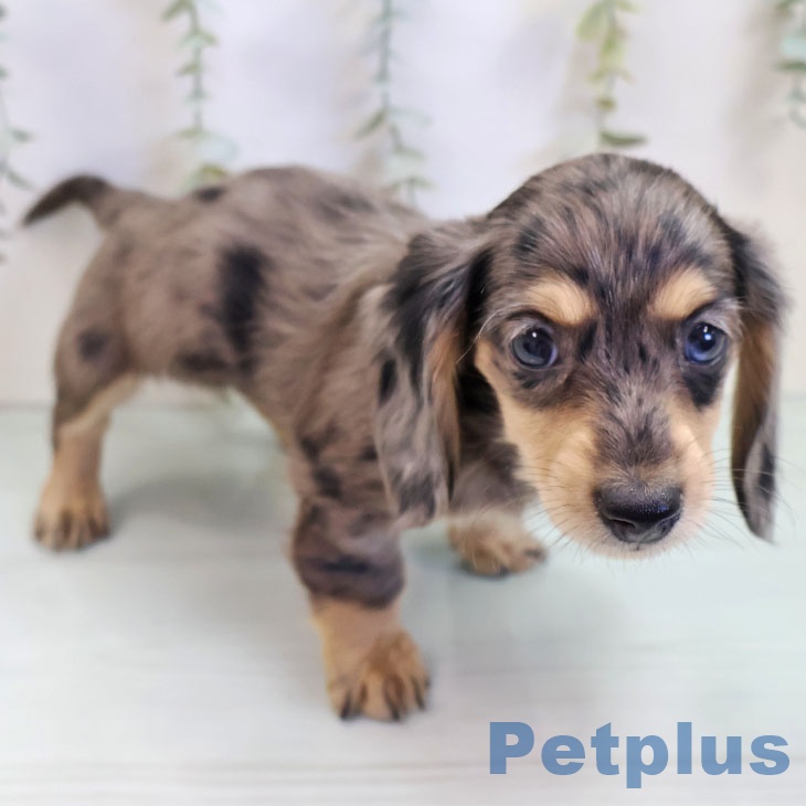 カニーンヘン・ダックスフンドの写真2