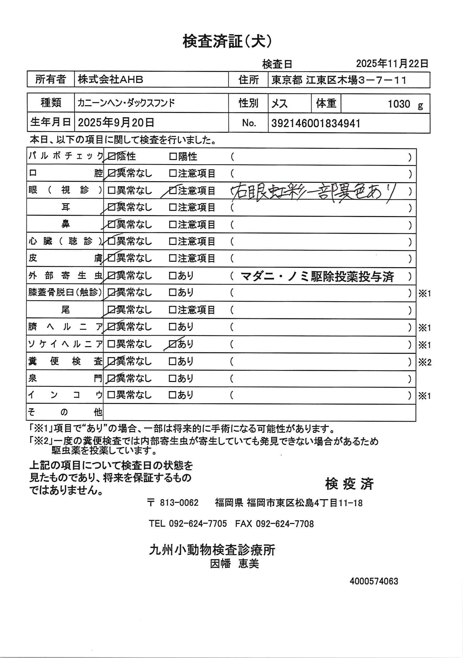 カニーンヘン・ダックスフンド