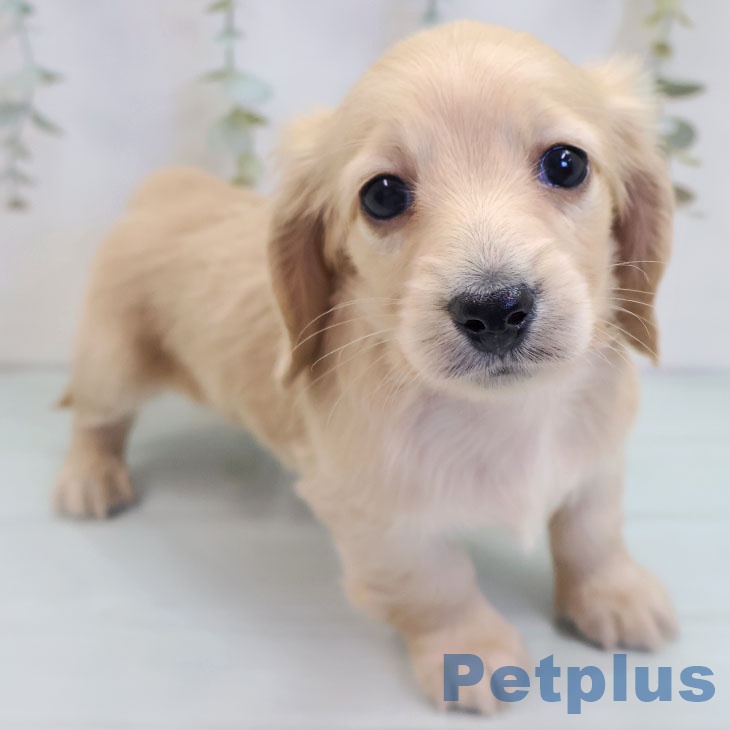 福岡県のミニチュアダックスフンド(ロング) (ペットプラス 八幡東店/2025年9月22日生まれ/男の子/イエロー)の子犬の1枚目の画像