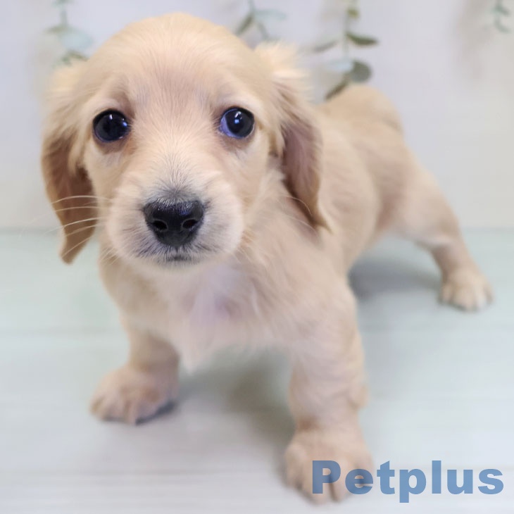 福岡県のミニチュアダックスフンド(ロング) (ペットプラス 八幡東店/2025年9月22日生まれ/男の子/イエロー)の子犬の2枚目の画像