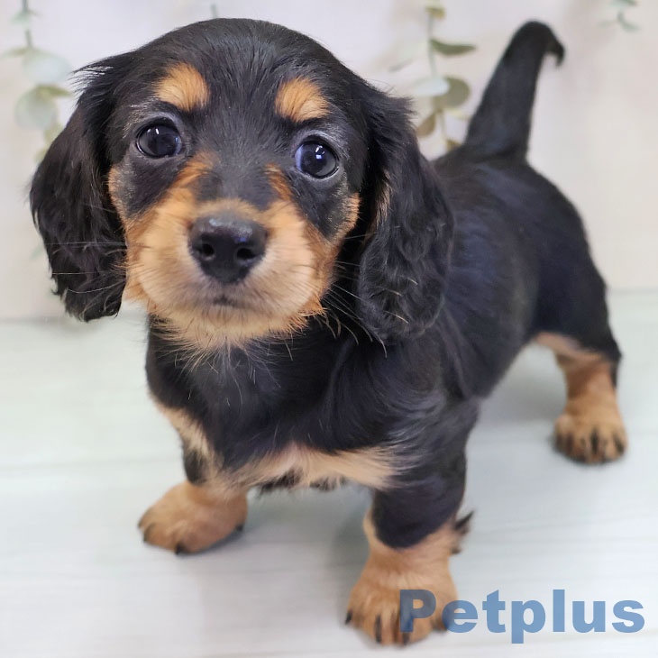 沖縄県のミニチュアダックスフンド(ロング) (ペットプラス 沖縄ライカム店/2025年9月22日生まれ/女の子/ブラックタン)の子犬の1枚目の画像