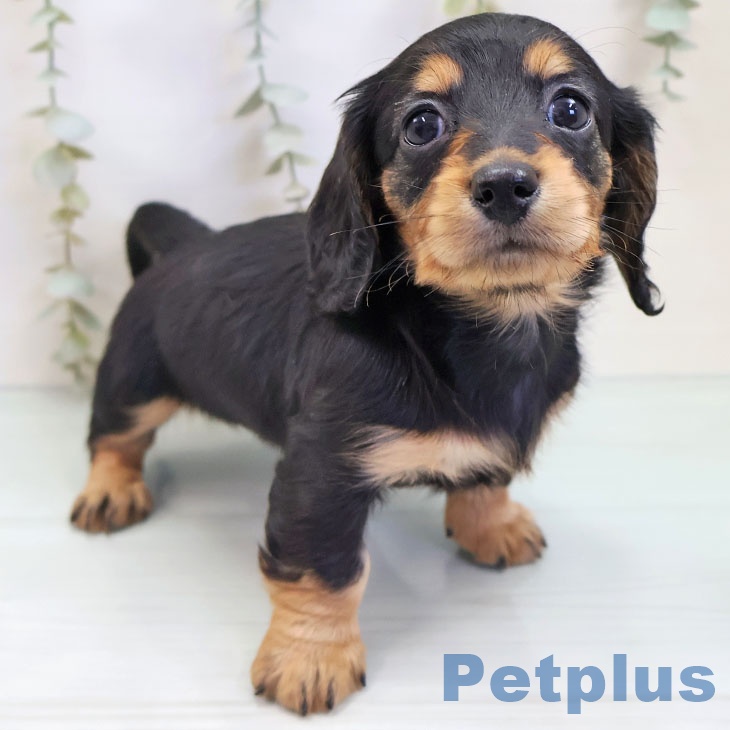 沖縄県のミニチュアダックスフンド(ロング) (ペットプラス 沖縄ライカム店/2025年9月22日生まれ/女の子/ブラックタン)の子犬の2枚目の画像