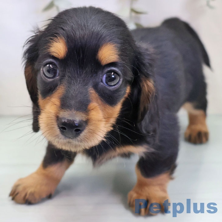 ミニチュア・ダックスフンド