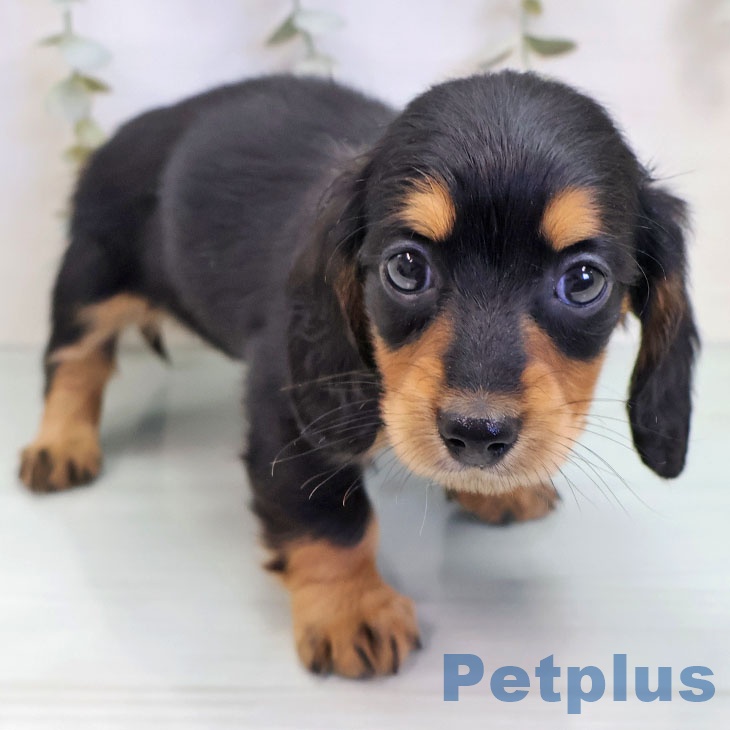 ミニチュア・ダックスフンド