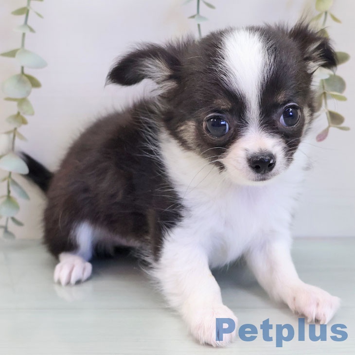 福岡県のチワワ(ロング) (ペットプラス 福岡伊都店/2025年9月23日生まれ/女の子/ブラックホワイトタン)の子犬