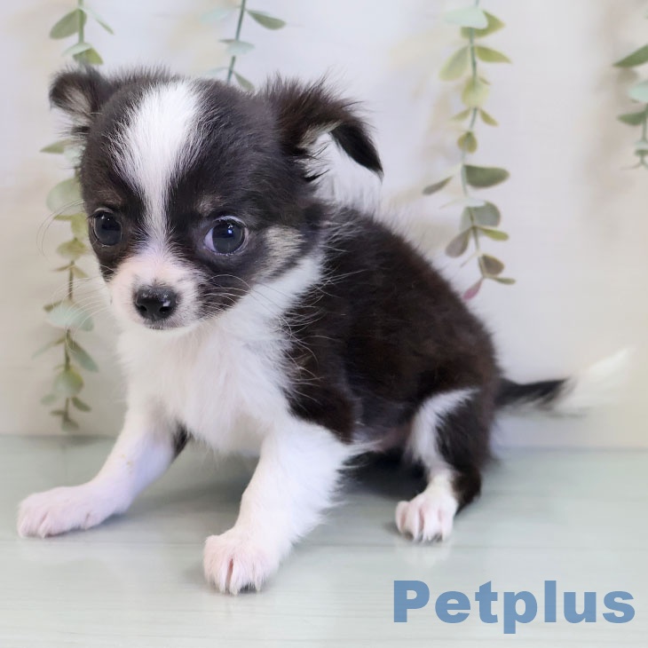 福岡県のチワワ(ロング) (ペットプラス 福岡伊都店/2025年9月23日生まれ/女の子/ブラックホワイトタン)の子犬の2枚目の画像