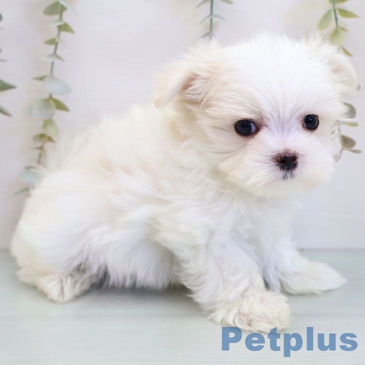 マルチーズの写真2