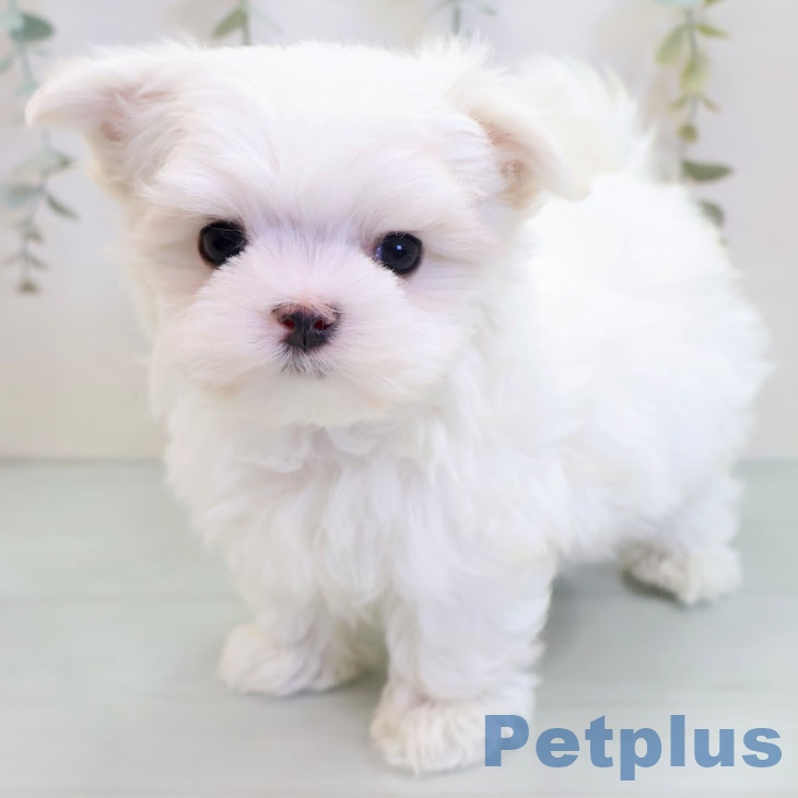 福岡県のマルチーズ (ペットプラス 八幡東店/2025年9月24日生まれ/男の子/ホワイト)の子犬の1枚目の画像