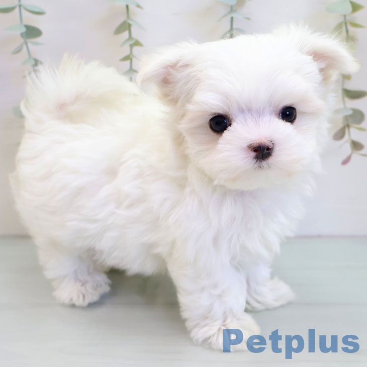 福岡県のマルチーズ (ペットプラス 八幡東店/2025年9月24日生まれ/男の子/ホワイト)の子犬の2枚目の画像