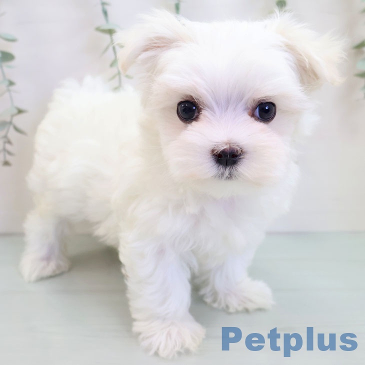 東京都のマルチーズ (ペッツワン 青梅インター店/2025年9月24日生まれ/女の子/ホワイト)の子犬の1枚目の画像
