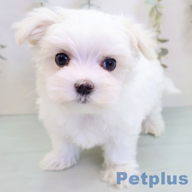 東京都のマルチーズ (ペッツワン 青梅インター店/2025年9月24日生まれ/女の子/ホワイト)の子犬の2枚目の画像