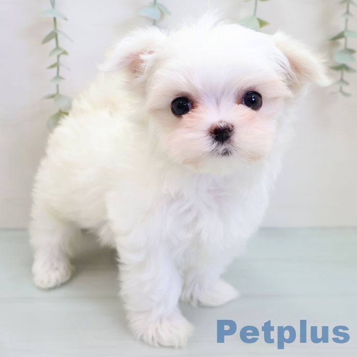 福岡県のマルチーズ (ペットプラス 小倉南店/2025年9月24日生まれ/女の子/ホワイト)の子犬の1枚目の画像