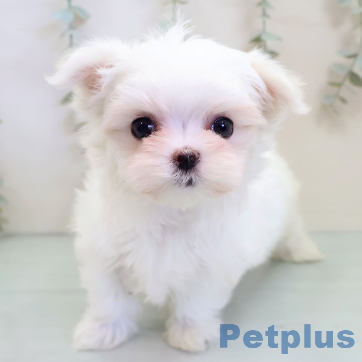 福岡県のマルチーズ (ペットプラス 小倉南店/2025年9月24日生まれ/女の子/ホワイト)の子犬の2枚目の画像