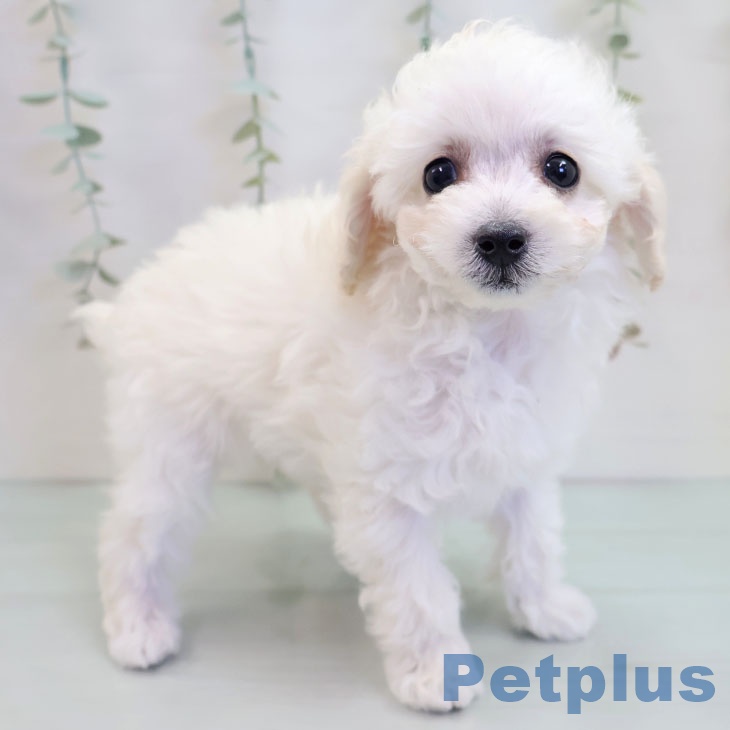 千葉県のトイプードル(トイ) (ペットプラス 幕張新都心店/2025年9月20日生まれ/女の子/ホワイト)の子犬の1枚目の画像