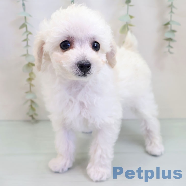 千葉県のトイプードル(トイ) (ペットプラス 幕張新都心店/2025年9月20日生まれ/女の子/ホワイト)の子犬の2枚目の画像