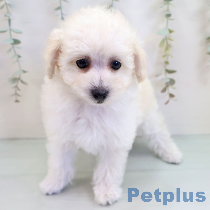 福岡県のトイプードル(トイ) (ペットプラス 香椎浜店/2025年9月20日生まれ/女の子/ホワイト)の子犬の1枚目の画像