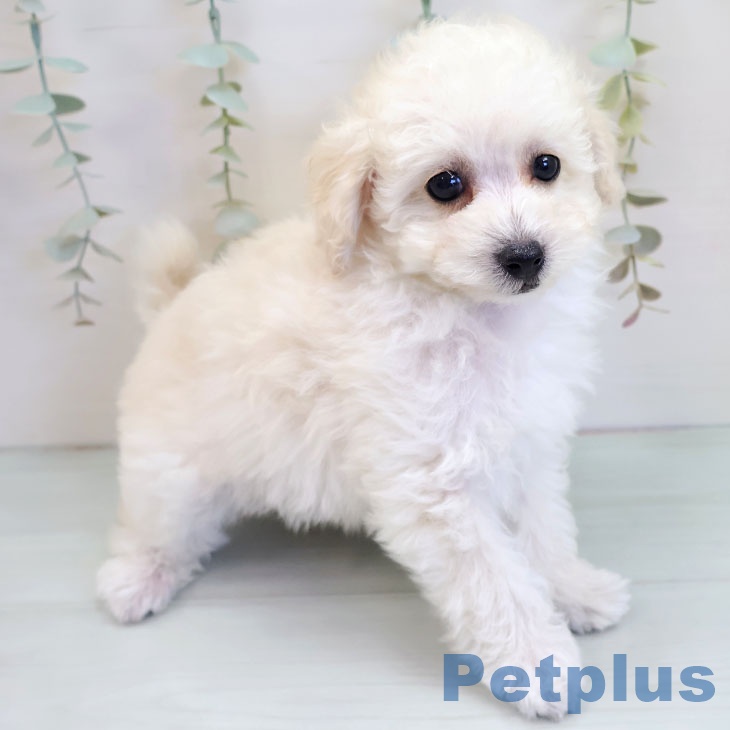 福岡県のトイプードル(トイ) (ペットプラス 香椎浜店/2025年9月20日生まれ/女の子/ホワイト)の子犬の2枚目の画像