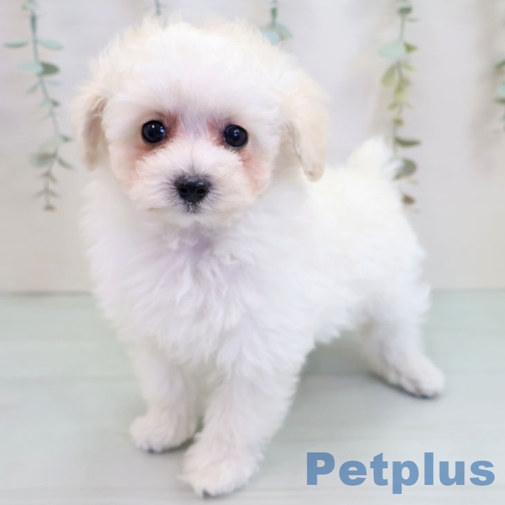 福岡県のトイプードル(トイ) (ペットプラス ららぽーと福岡店/2025年9月20日生まれ/女の子/ホワイト)の子犬の1枚目の画像