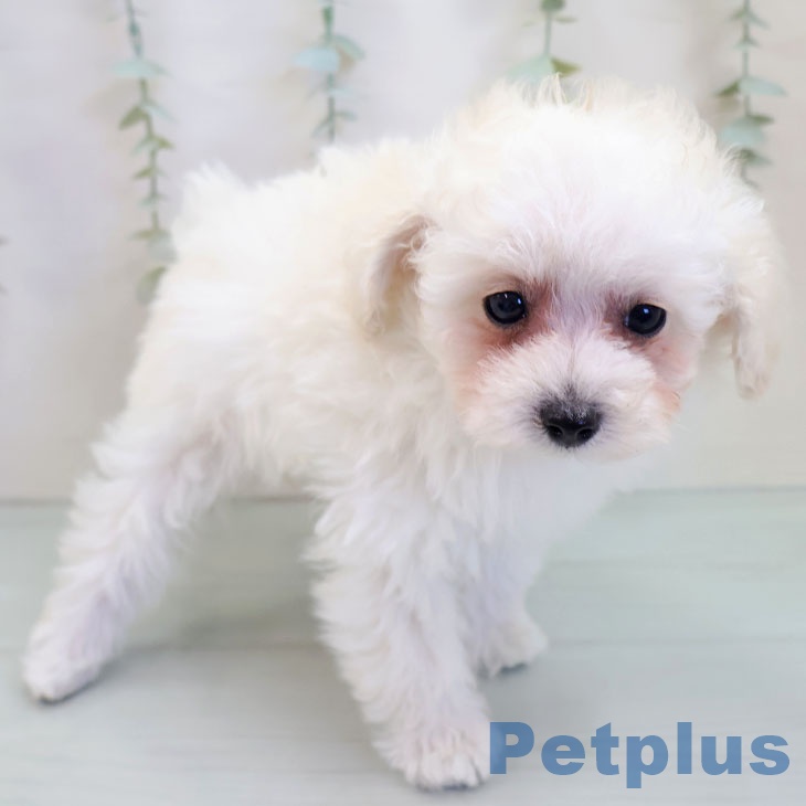 福岡県のトイプードル(トイ) (ペットプラス ららぽーと福岡店/2025年9月20日生まれ/女の子/ホワイト)の子犬の2枚目の画像
