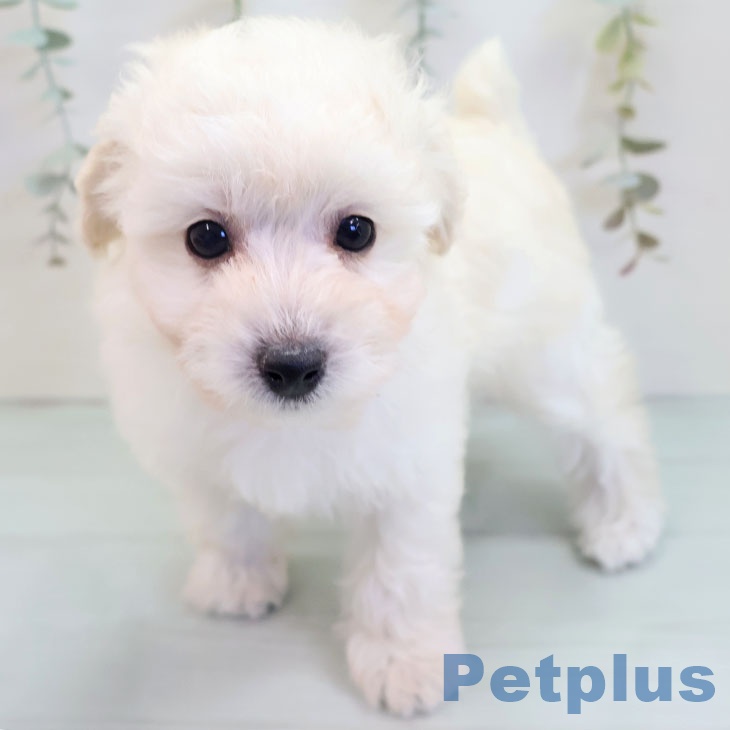 熊本県のトイプードル(トイ) (ペットプラス 熊本店/2025年9月25日生まれ/男の子/ホワイト)の子犬の1枚目の画像