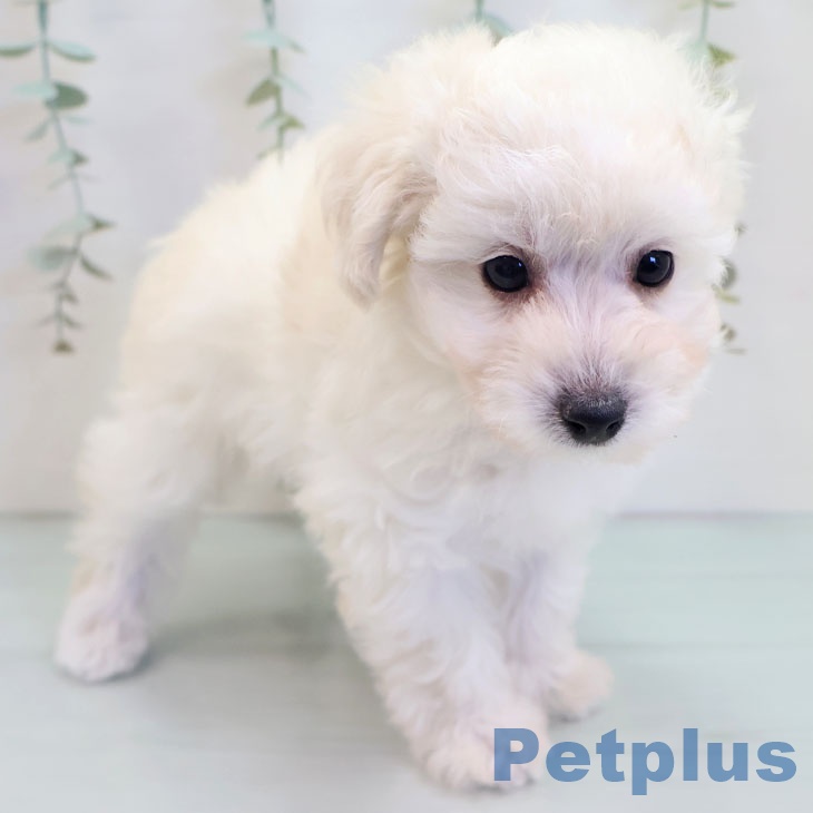 熊本県のトイプードル(トイ) (ペットプラス 熊本店/2025年9月25日生まれ/男の子/ホワイト)の子犬の2枚目の画像