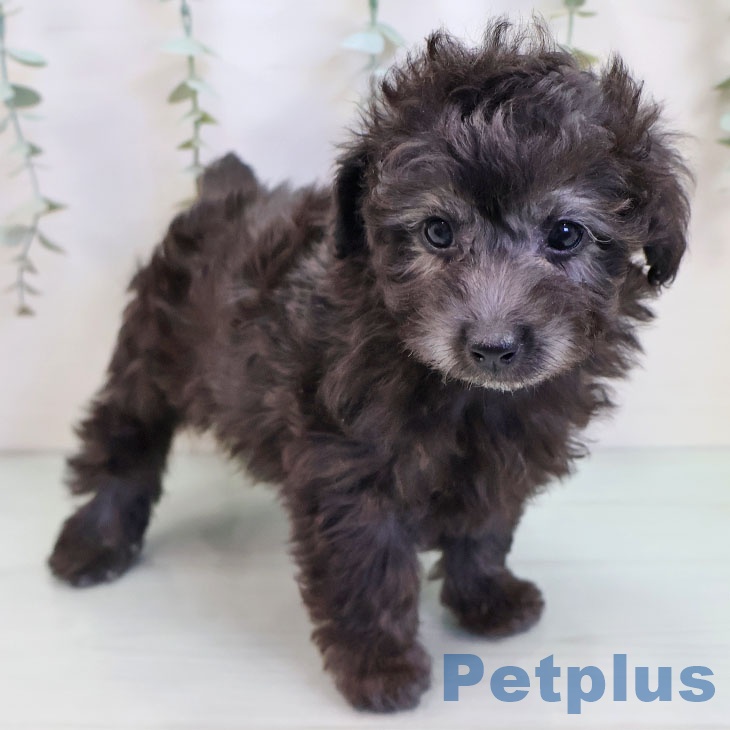 沖縄県のトイプードル(トイ) (ペットプラス 沖縄ライカム店/2025年9月25日生まれ/男の子/シルバー)の子犬の1枚目の画像