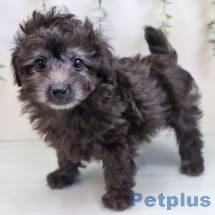 沖縄県のトイプードル(トイ) (ペットプラス 沖縄ライカム店/2025年9月25日生まれ/男の子/シルバー)の子犬の2枚目の画像