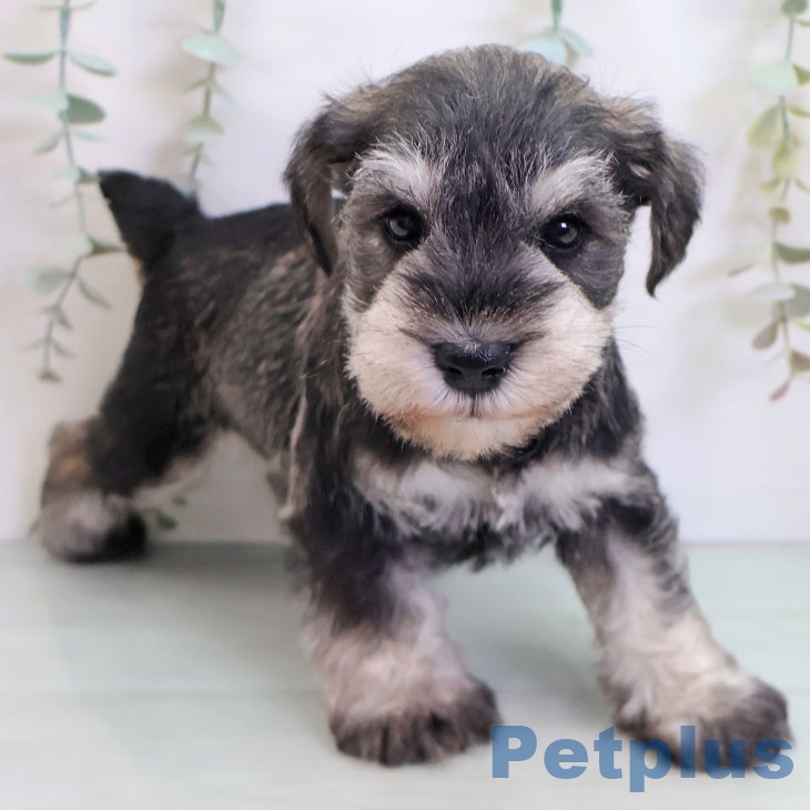鹿児島県のミニチュアシュナウザー (ペットプラス 姶良店/2025年9月25日生まれ/男の子/ソルトペッパー)の子犬の2枚目の画像