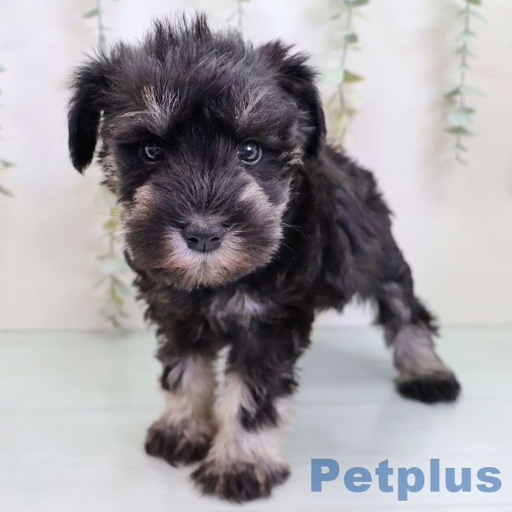 福岡県のミニチュアシュナウザー (ペットプラス 春日店/2025年9月25日生まれ/女の子/ブラックシルバー)の子犬の1枚目の画像