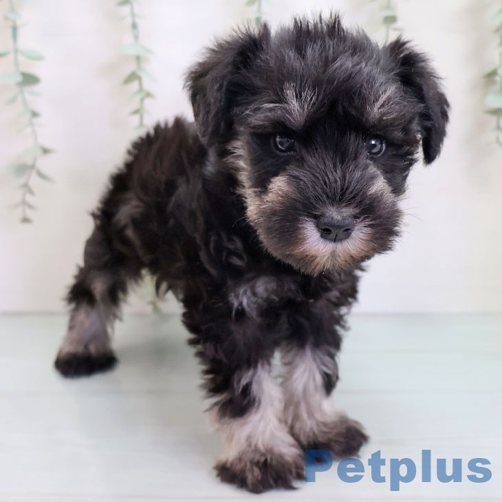 福岡県のミニチュアシュナウザー (ペットプラス 春日店/2025年9月25日生まれ/女の子/ブラックシルバー)の子犬の2枚目の画像