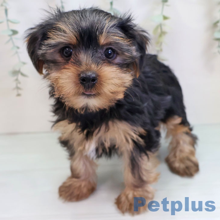 ヨークシャー・テリア