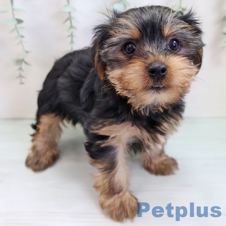 ヨークシャー・テリア