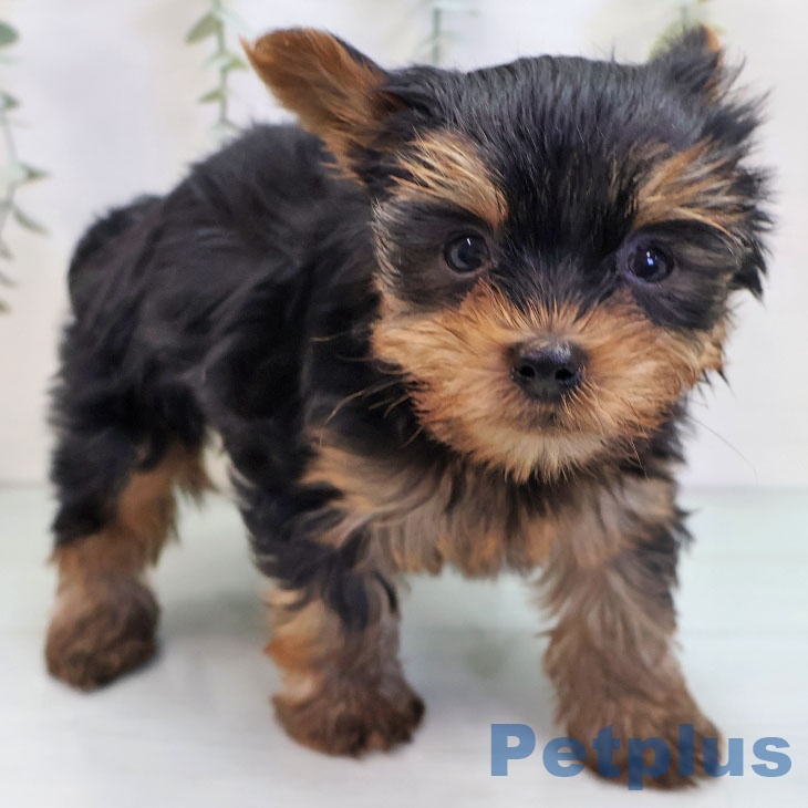 茨城県のヨークシャーテリア (ペットプラス つくば店/2025年9月22日生まれ/男の子/スチールブルータン)の子犬
