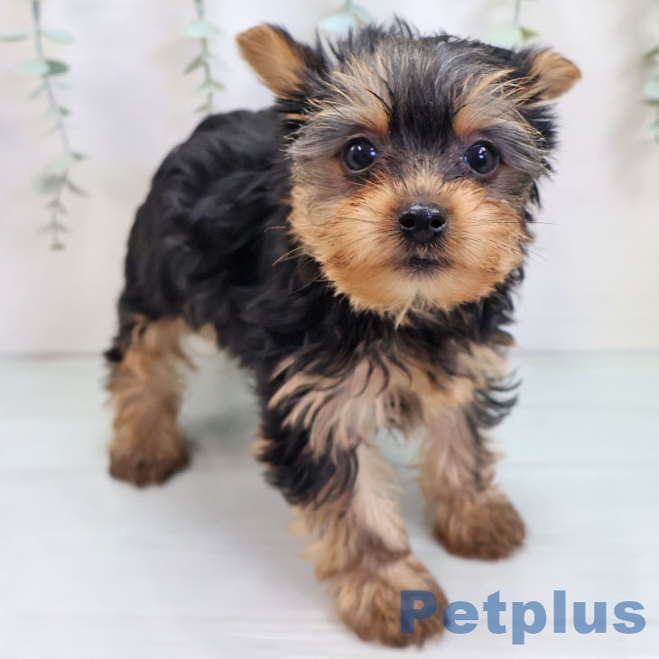 宮城県のヨークシャーテリア (ペットプラス 名取店/2025年9月22日生まれ/女の子/スチールブルータン)の子犬の1枚目の画像