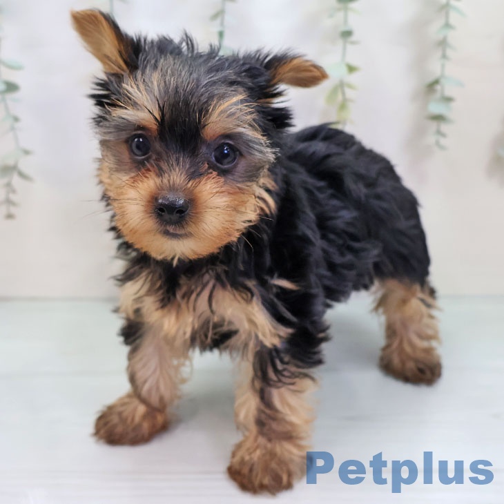 宮城県のヨークシャーテリア (ペットプラス 名取店/2025年9月22日生まれ/女の子/スチールブルータン)の子犬の2枚目の画像